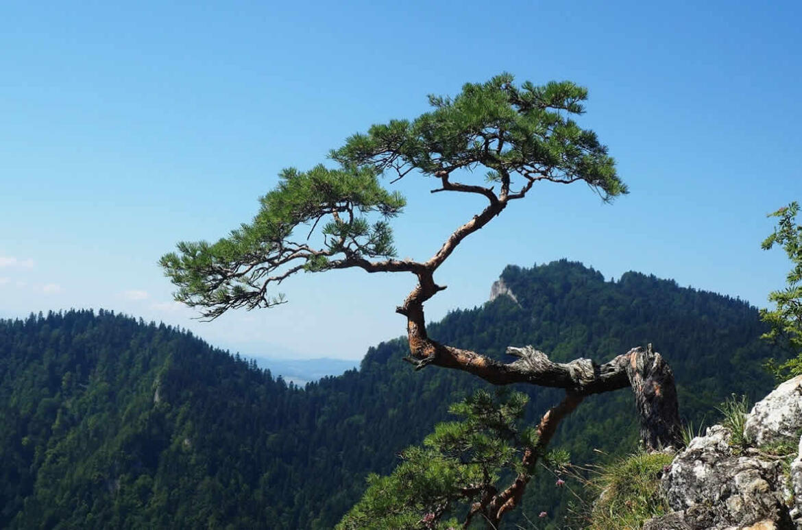 Góralskie Domki W Szczawnicy Pieniny | Domek Z Klimatem Góralskie Domki W Szczawnicy Pieniny